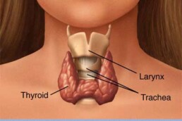 Thyroid Gland